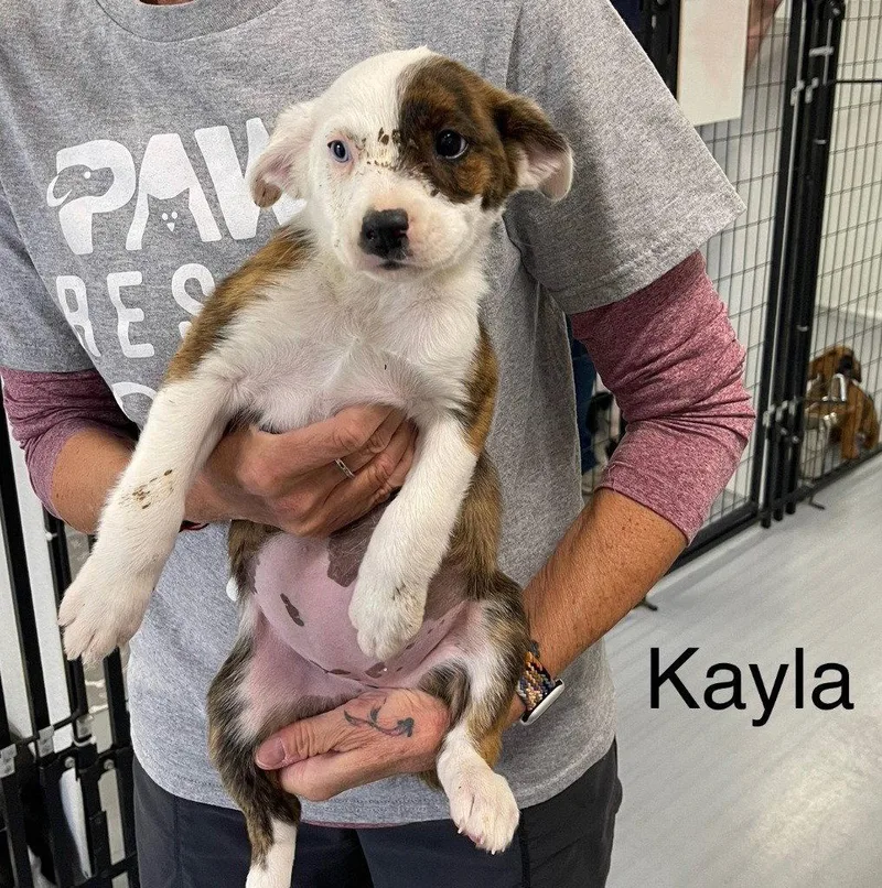 A baby medium-sized female Terrier dog named Kayla for adoption in Saint George, UT