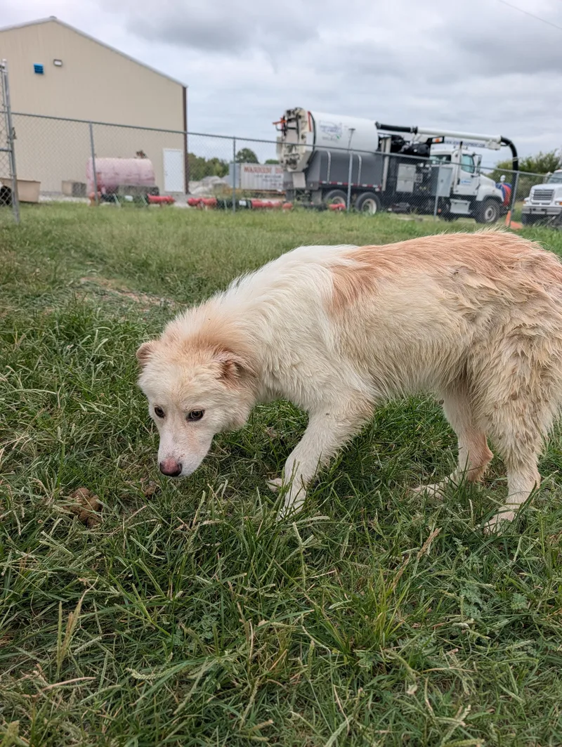 A young small-sized female Great Pyrenees dog named Karma for adoption in Lewisburg, TN