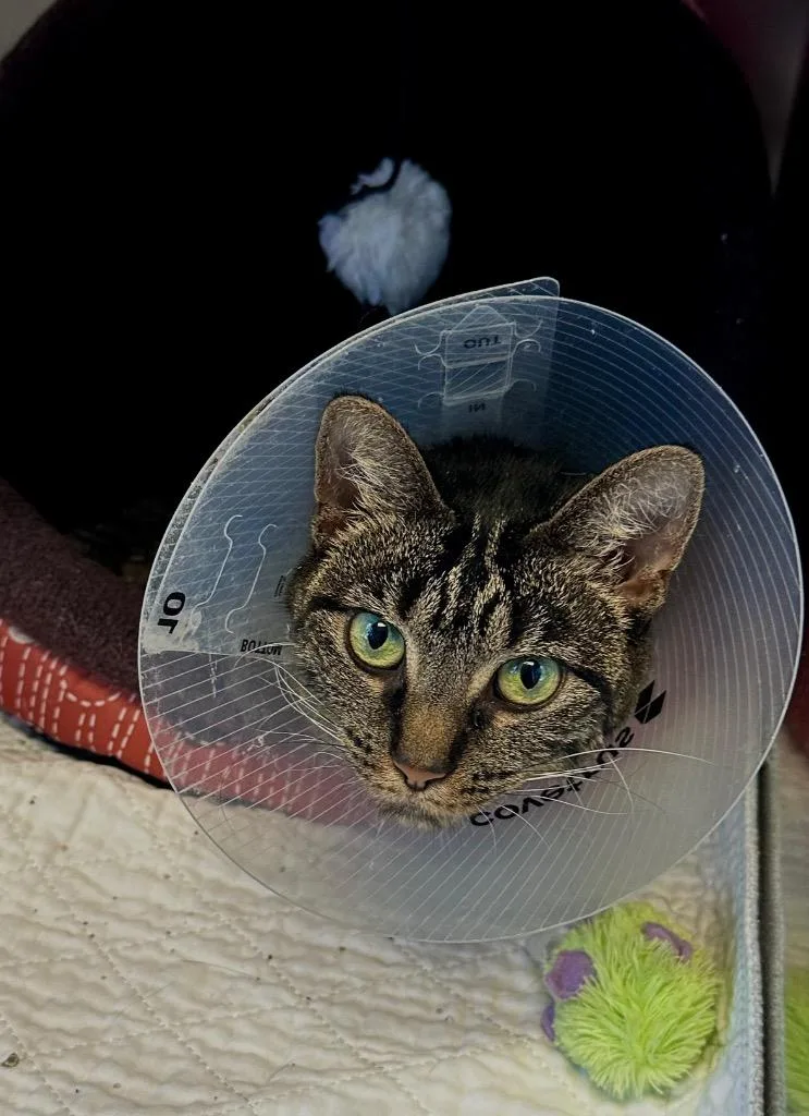 A young small-sized female Domestic Short Hair cat named Cleo for adoption in Wintersville, OH