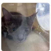 An adult medium-sized female Domestic Short Hair cat named Miso for adoption in West Chester, PA