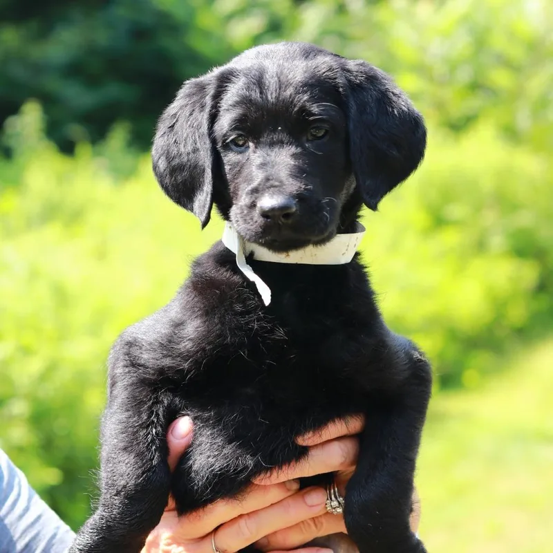 A baby medium-sized female Black Labrador Retriever dog named CT Dragonfly avail Jul for adoption in Stormville, NY