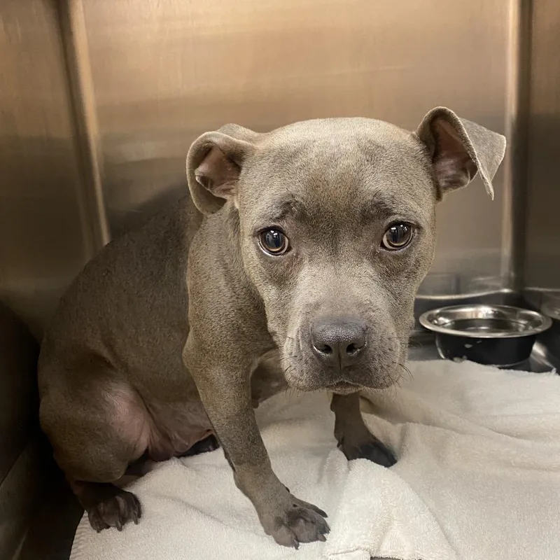 A young medium-sized female Gray / Blue / Silver American Bulldog dog named Squash for adoption in Columbus, GA