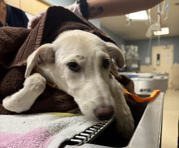 A young medium-sized female Shepherd dog named Sticks for adoption in Riverside, CA