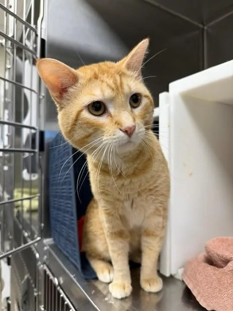 A young medium-sized male Domestic Short Hair cat named Chubbs for adoption in Brighton, CO