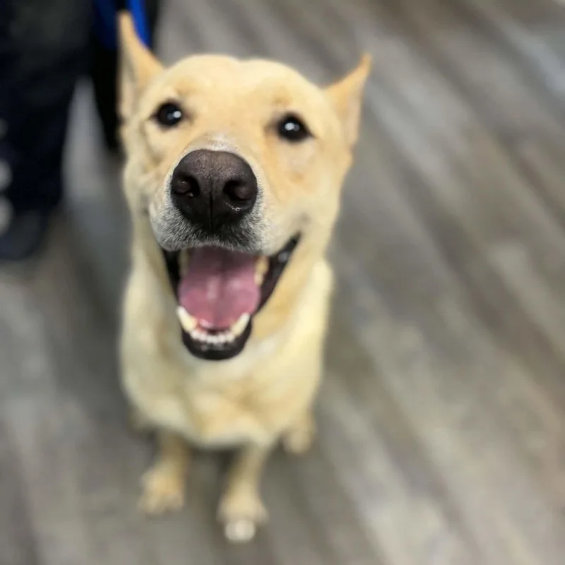 A young medium-sized male Shepherd dog named Fritz for adoption in Westminster, MD