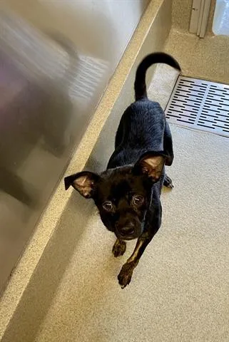 A young small-sized male Chihuahua dog named Pepsi for adoption in San Martin, CA
