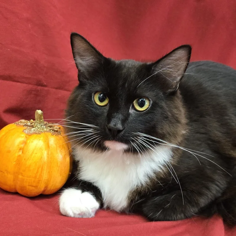 A young medium-sized male Black & White / Tuxedo Domestic Long Hair cat named Chipotle for adoption in Payson, AZ