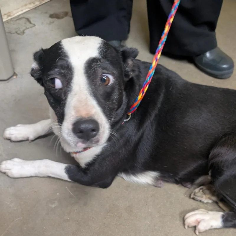 A senior medium-sized female Black Mixed Breed dog named JollieBee for adoption in Bryan, TX