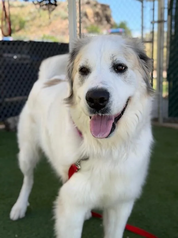 An adult extra large-sized female White / Cream Great Pyrenees dog named Roxy for adoption in Fruit Heights, UT
