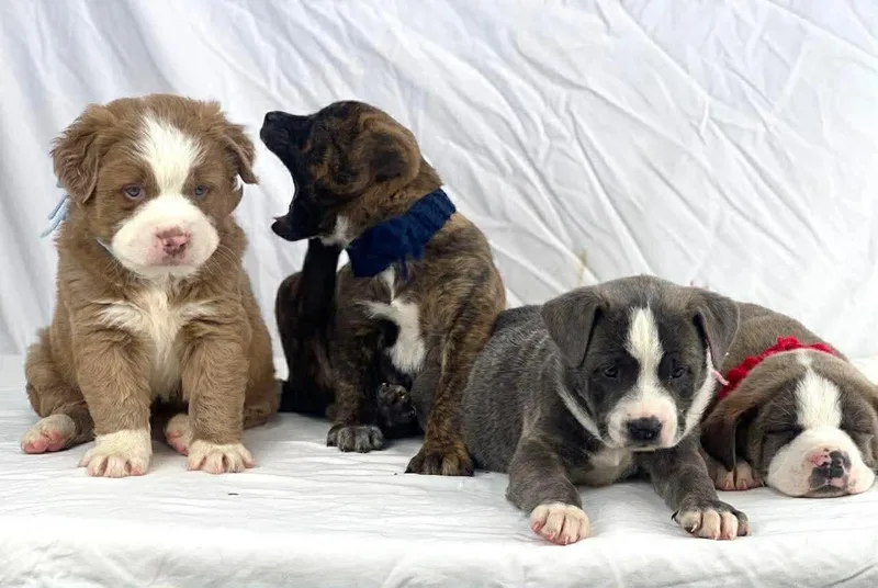 Gator The Bully Mix thumbnail 2