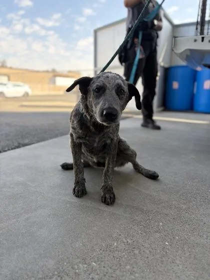 A baby medium-sized female Cattle Dog dog named Thalia for adoption in Fresno, CA