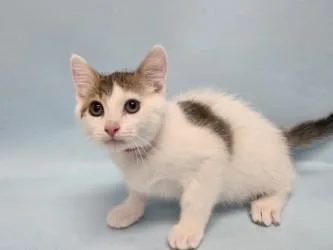 A baby small-sized female Domestic Short Hair cat named Patches for adoption in Woodbury, MN