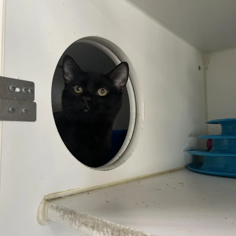 A young medium-sized male Black Domestic Short Hair cat named Talladega  Of for adoption in La Grange Park, IL