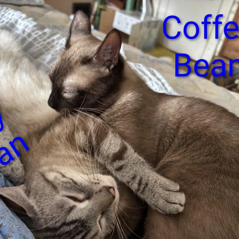 Coffee Bean bonded with