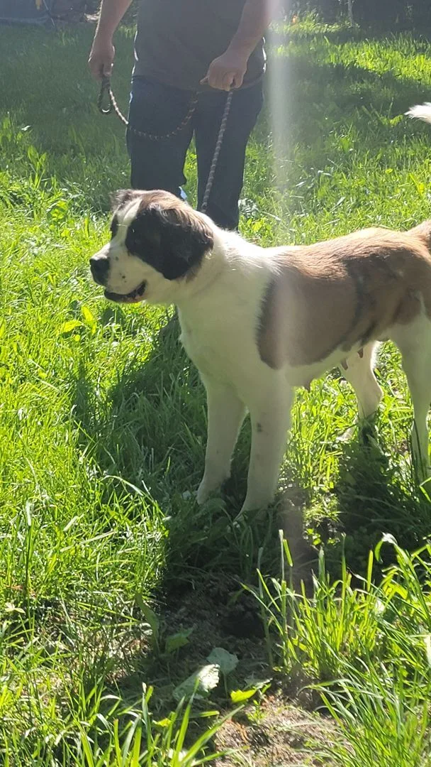 A young extra large-sized female Bicolor Saint Bernard dog named Nova for adoption