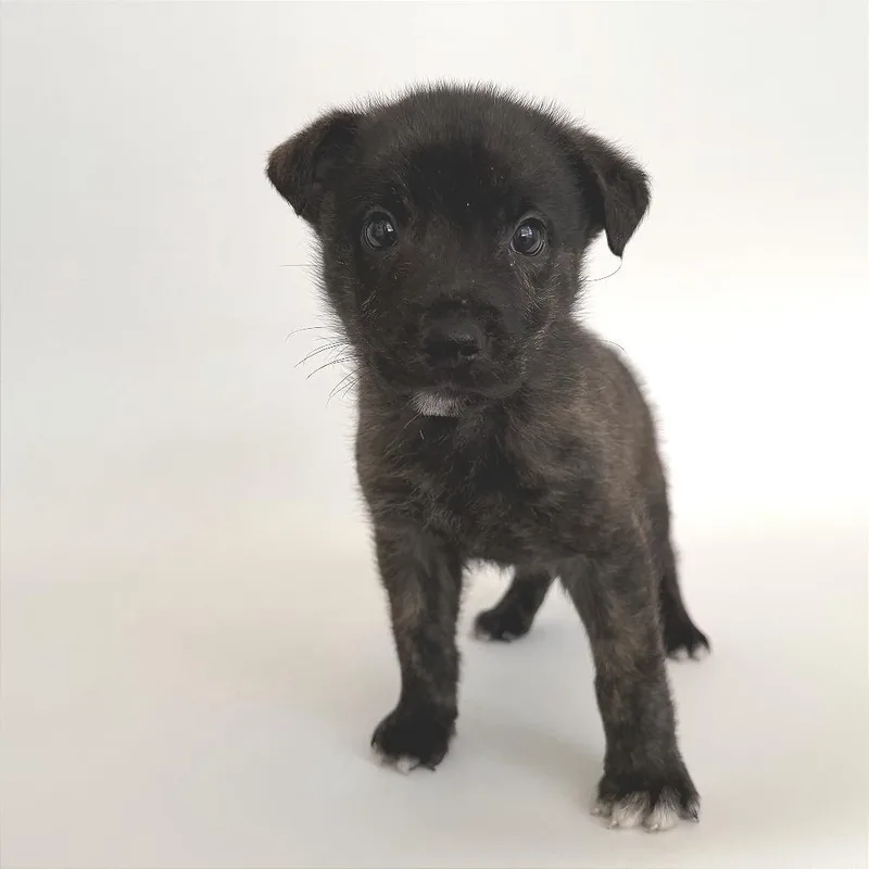 A baby small-sized male Black Mixed Breed dog named Crumpet for adoption in Saint Louis, MO