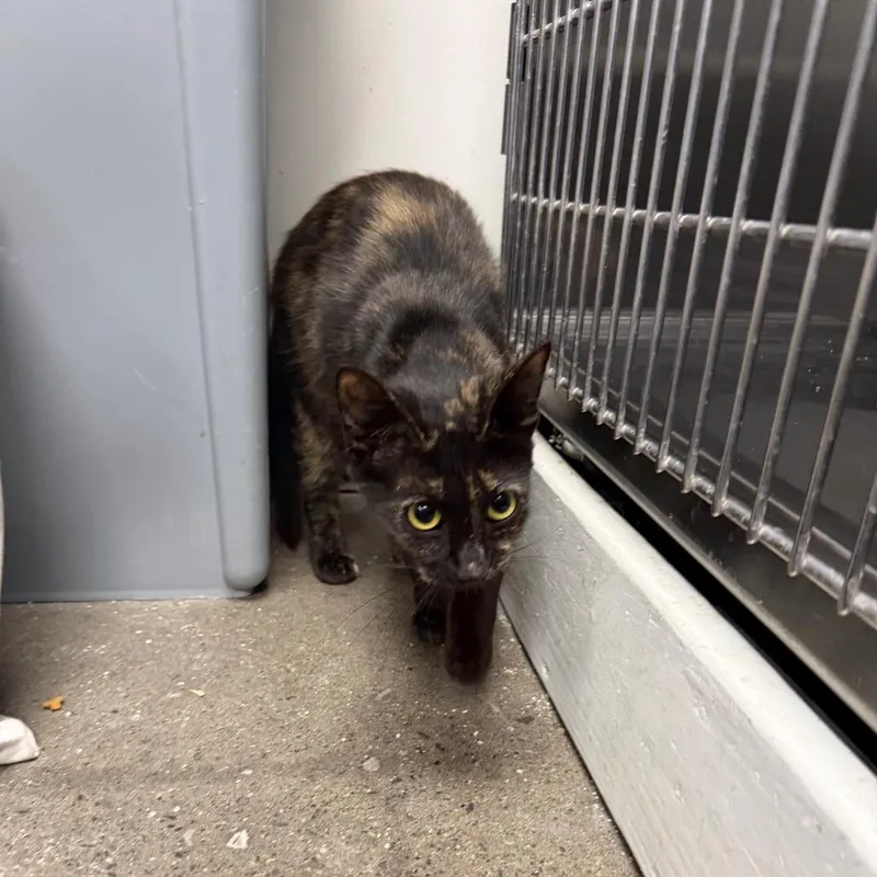 A young medium-sized female Tortoiseshell Domestic Short Hair cat named Bloom for adoption in Hamburg, NY