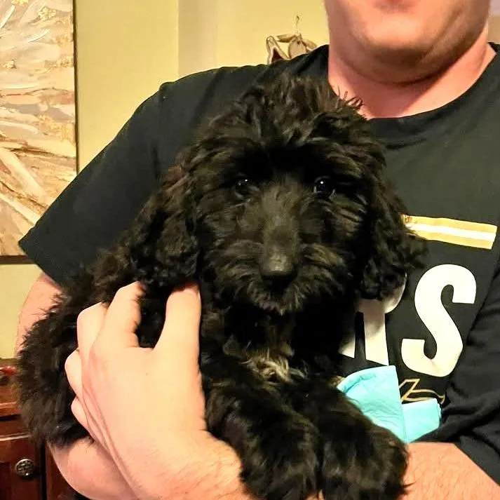 A young small-sized female Black Poodle dog named Vespera U for adoption in Tupelo, MS