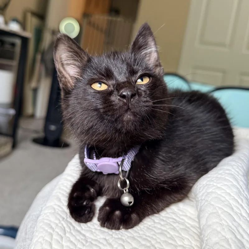 A baby small-sized female Black Domestic Short Hair cat named Yzma for adoption in Nashville, TN