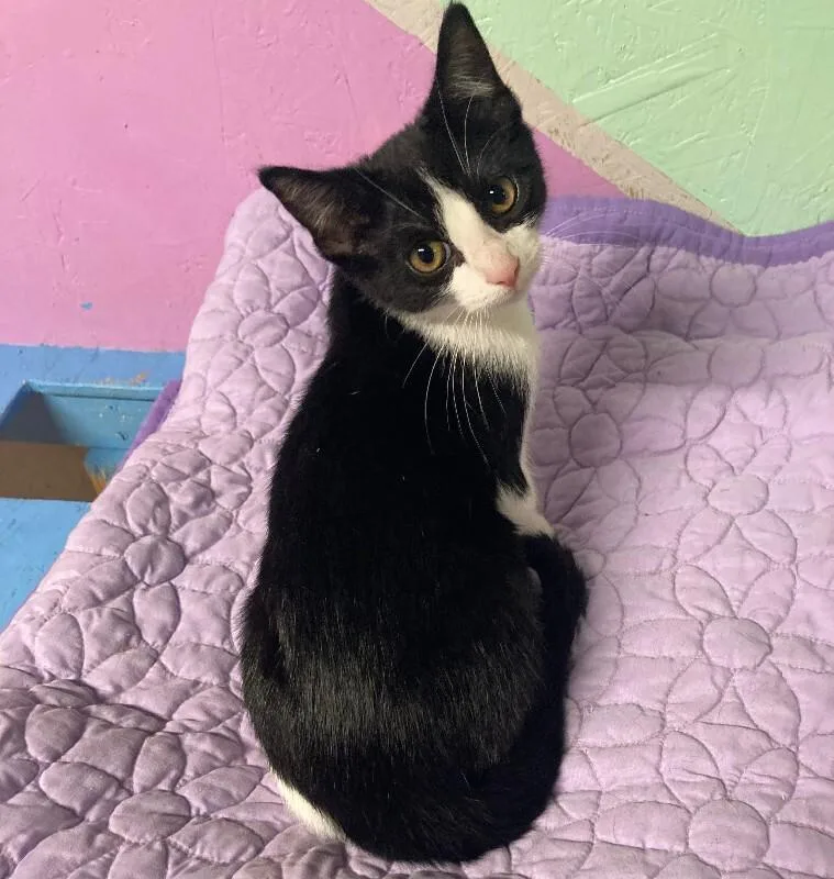 A young medium-sized female Black Domestic Short Hair cat named Treeline for adoption in Fort Collins, CO