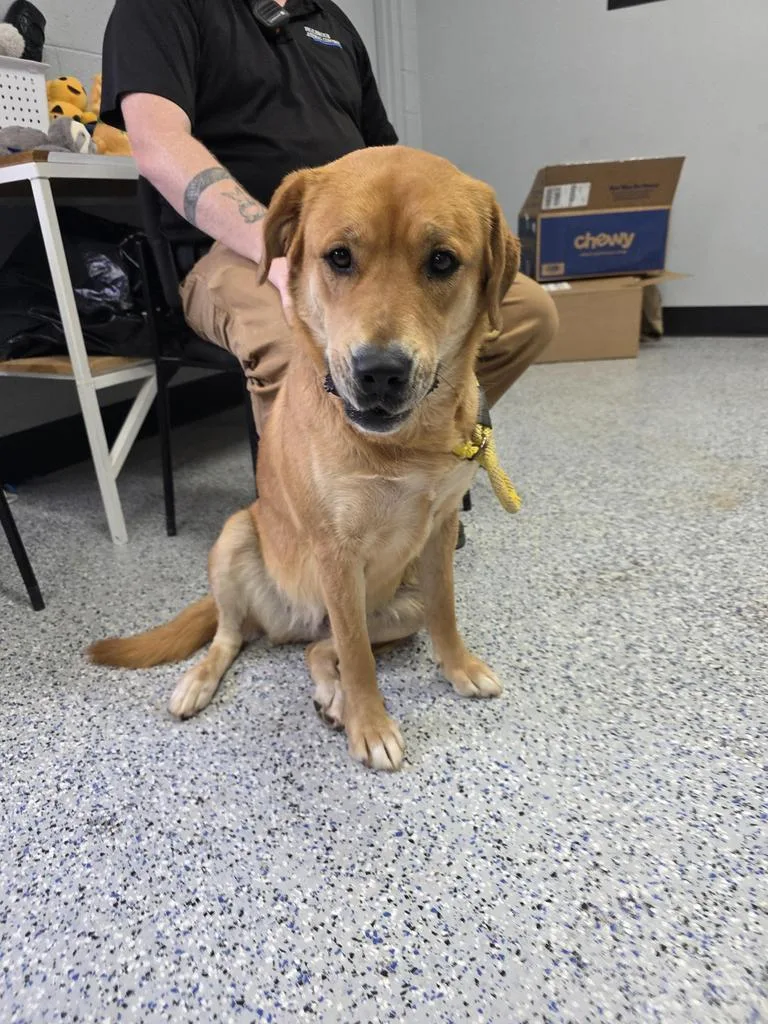 A young medium-sized female Mixed Breed dog named Golden for adoption in Holbrook, AZ