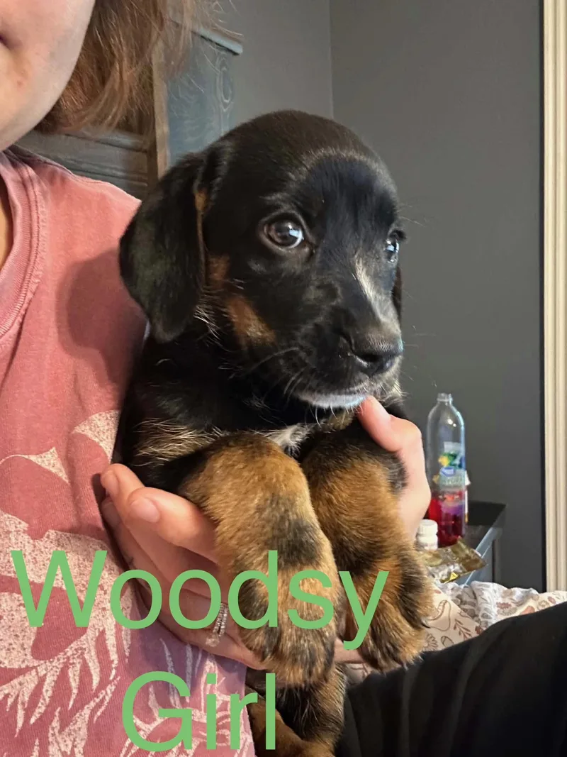A baby medium-sized female Labrador Retriever dog named Woodsy Girl for adoption in Zimmerman, MN