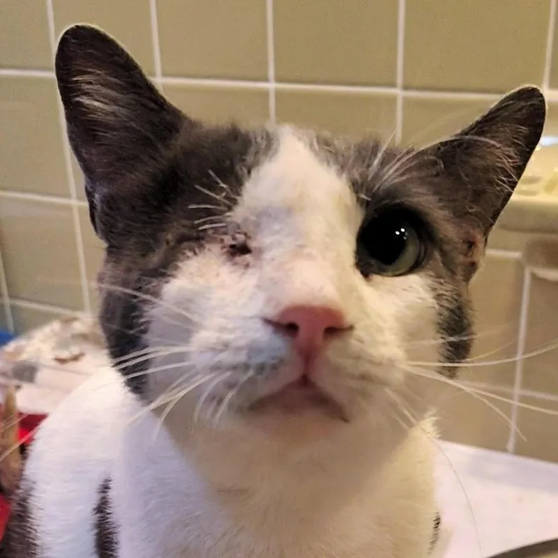 An adult medium-sized male White Domestic Short Hair cat named Odin for adoption in Titusville, FL