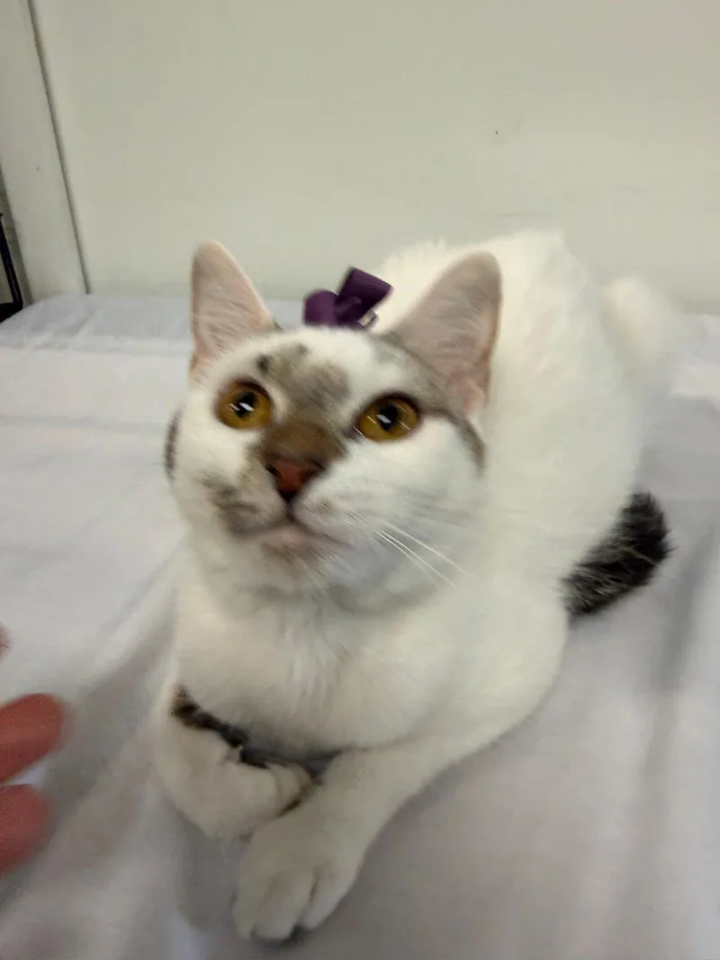An adult medium-sized female Domestic Short Hair cat named Milhouse for adoption in Margate, FL