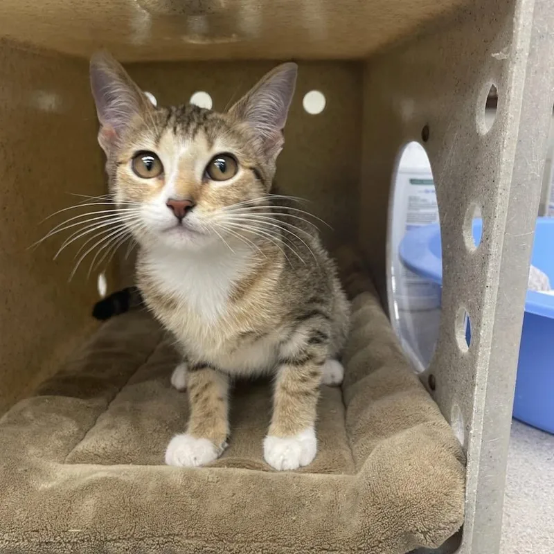 A baby small-sized female Buff / Tan / Fawn Domestic Short Hair cat named Grouper for adoption in Bastrop, TX