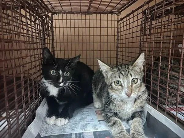 A baby small-sized male Domestic Short Hair cat named Tobi for adoption in Austin, TX