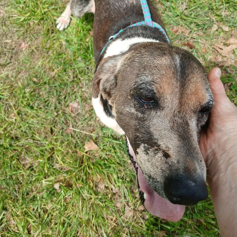 A senior medium-sized female Brown / Chocolate Hound dog named Zohey for adoption in Durham, NC