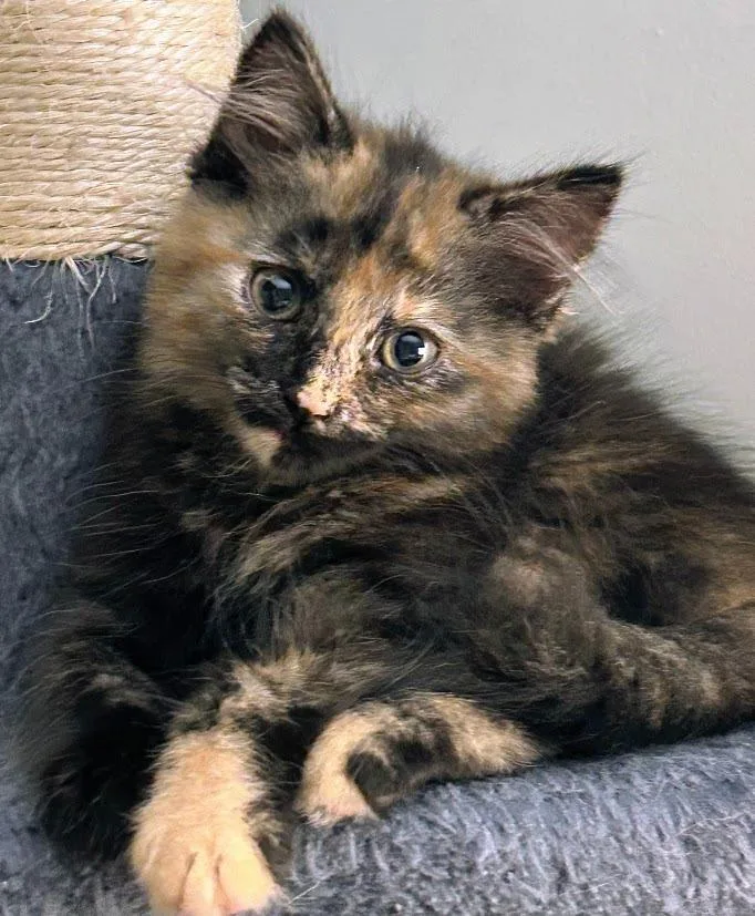 A baby medium-sized female Domestic Medium Hair cat named Snippet for adoption in Youngsville, NC