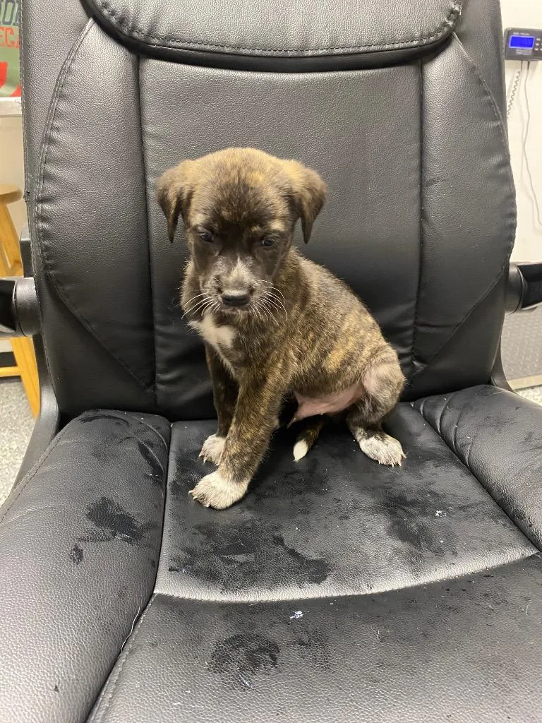 A baby medium-sized male German Shepherd Dog dog named Franklin for adoption in Seven Points, TX