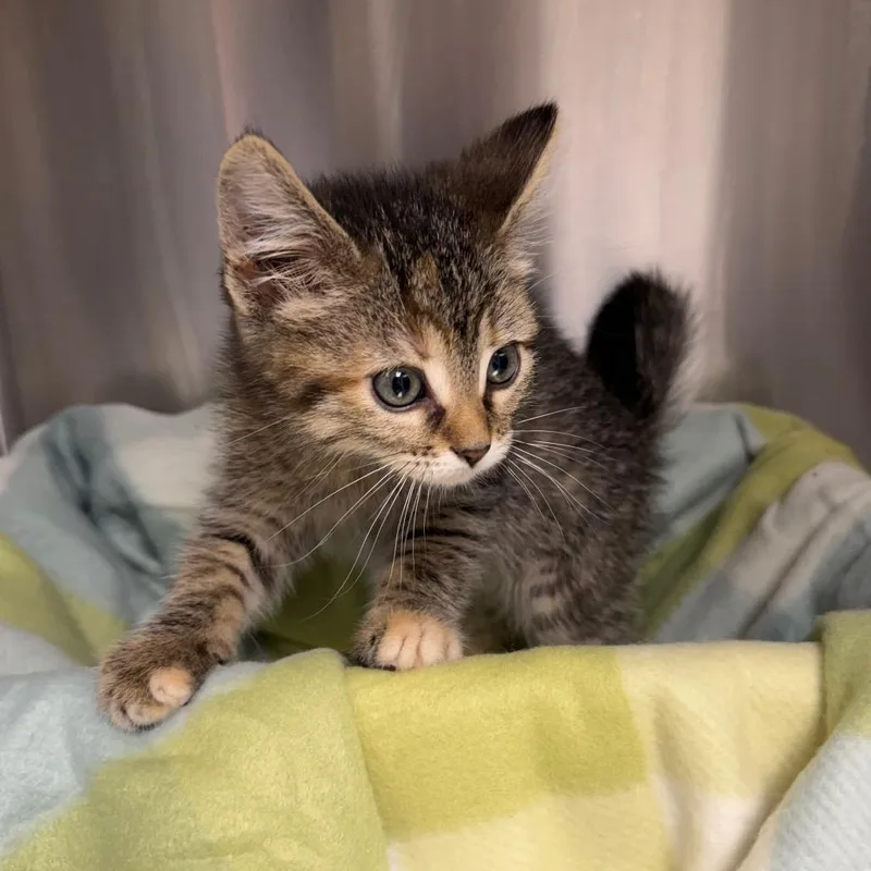 A young medium-sized female Tabby (Brown / Chocolate) Domestic Short Hair cat named Matcha for adoption in Kansas City, KS