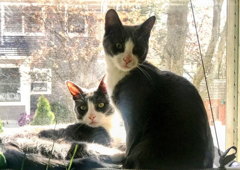 An adult large-sized male Gray & White Domestic Short Hair cat named Ari & Dylan  for adoption in Berkeley Heights, NJ