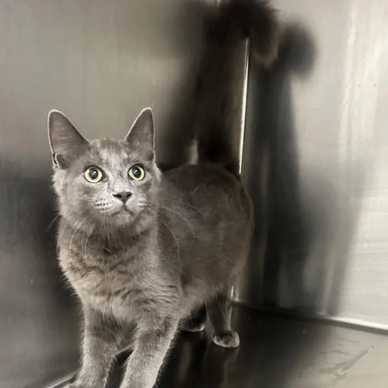 A baby medium-sized male Domestic Medium Hair cat named Atticus for adoption in Floresville, TX