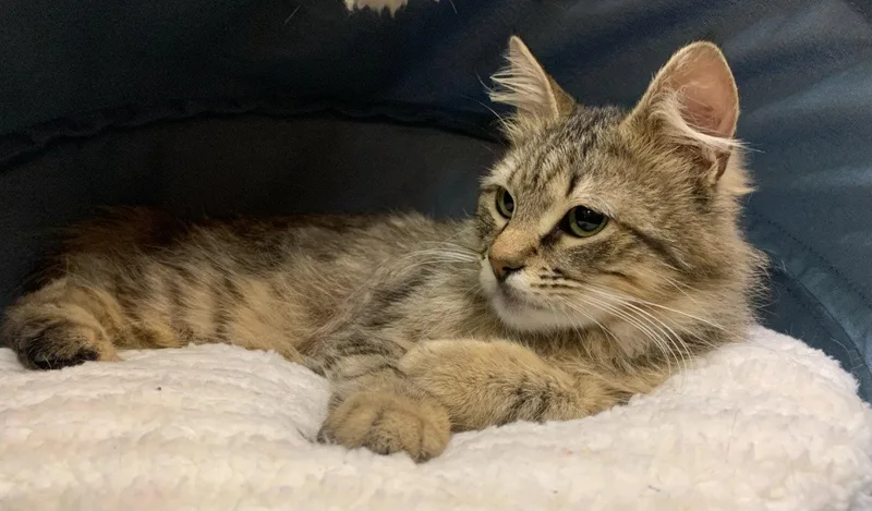 A baby medium-sized male Domestic Long Hair cat named Milo for adoption in San Jose, CA