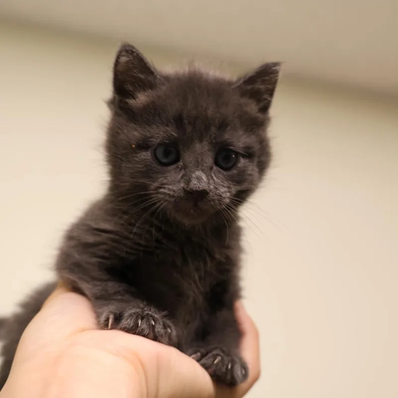 A baby small-sized male Gray / Blue / Silver Domestic Short Hair cat named Macchiato for adoption in Briarcliff Manor, NY