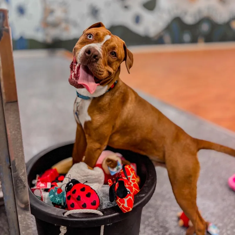 A young large-sized male Red / Chestnut / Orange Labrador Retriever dog named Sultan for adoption in Springboro, OH