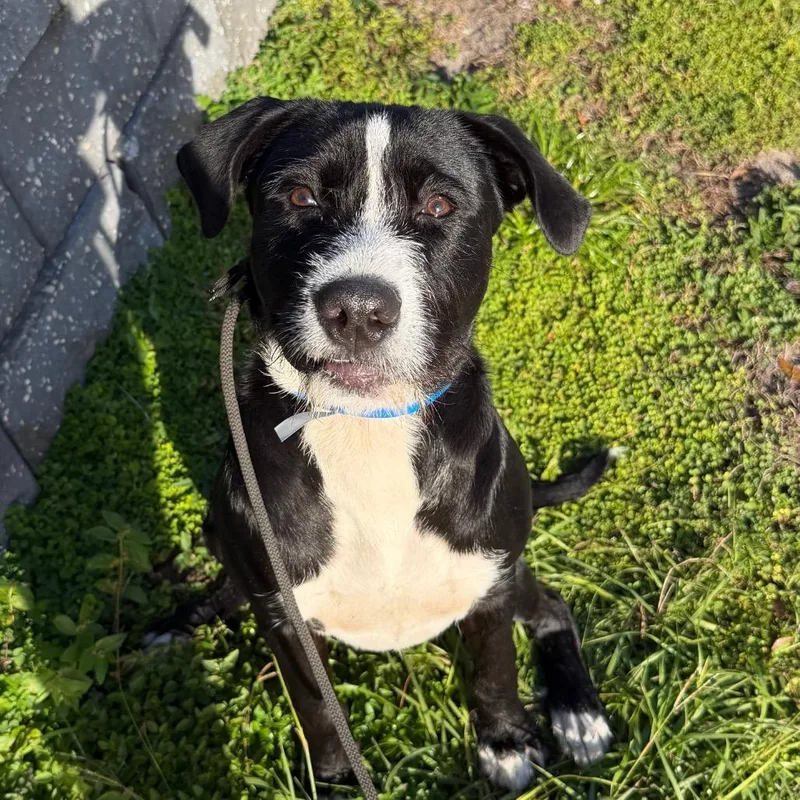 An adult medium-sized male Black Terrier dog named Dover for adoption in Tampa, FL