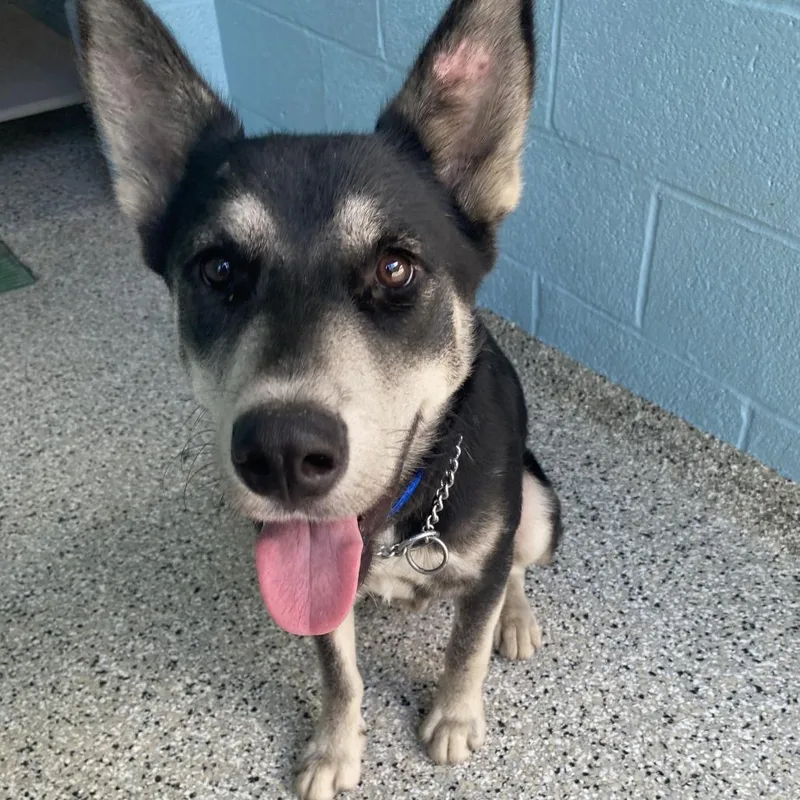 A young medium-sized male Black Shepherd dog named Sirius for adoption in Hattiesburg, MS