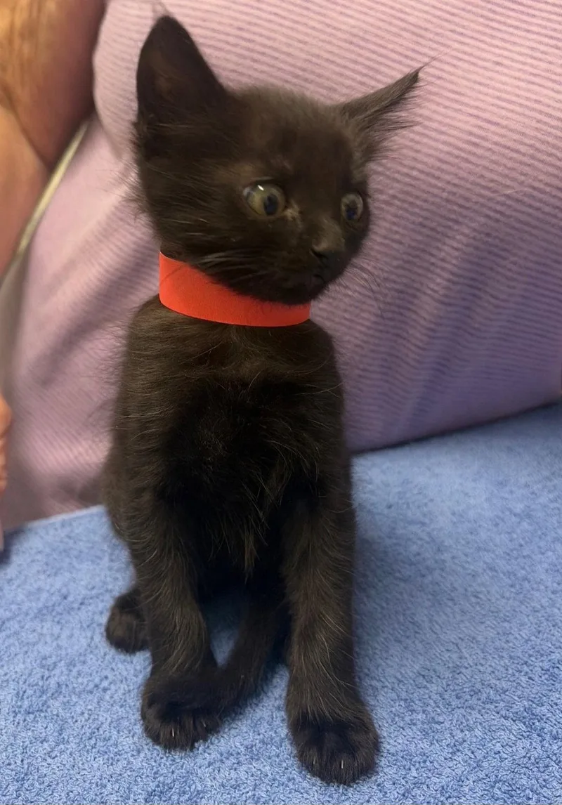 A baby medium-sized female Black Domestic Medium Hair cat named Tootsie for adoption in Blairsville, GA
