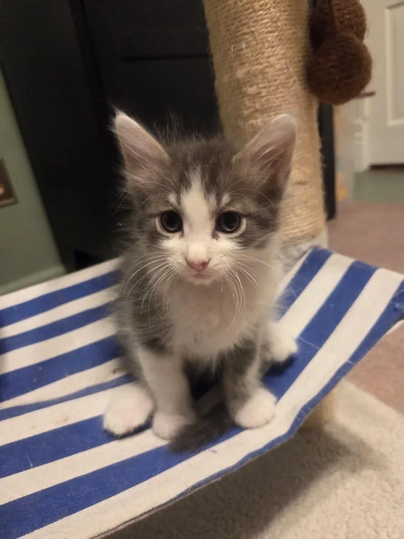 A baby small-sized male Domestic Long Hair cat named Tomfoolery for adoption in Saint Charles, MO
