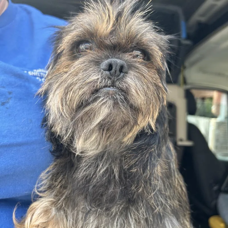A young small-sized male Brown / Chocolate Brussels Griffon dog named Russell for adoption in Point Richmond, CA