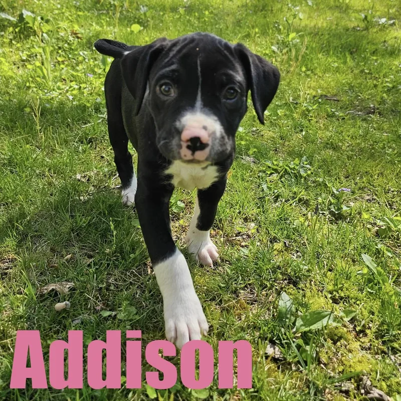 Addison thumbnail 3