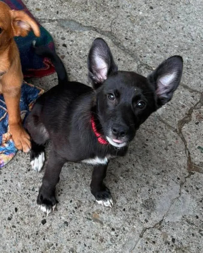 A baby medium-sized female German Shepherd Dog dog named Dakota for adoption in Warren, MI