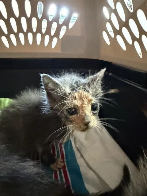 A baby small-sized female Domestic Short Hair cat named Cinderella for adoption in Fort Walton Beach, FL