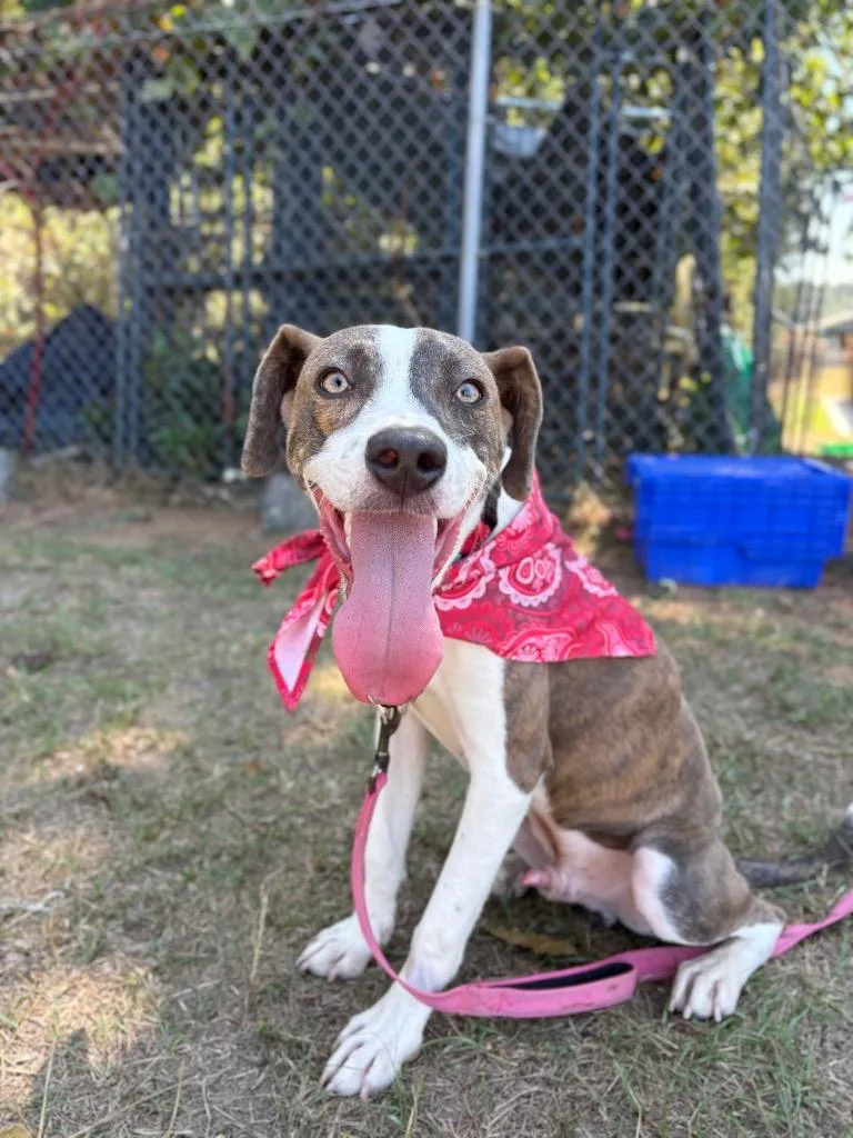 A young medium-sized male Brindle Mixed Breed dog named Chase for adoption in Winnsboro, SC