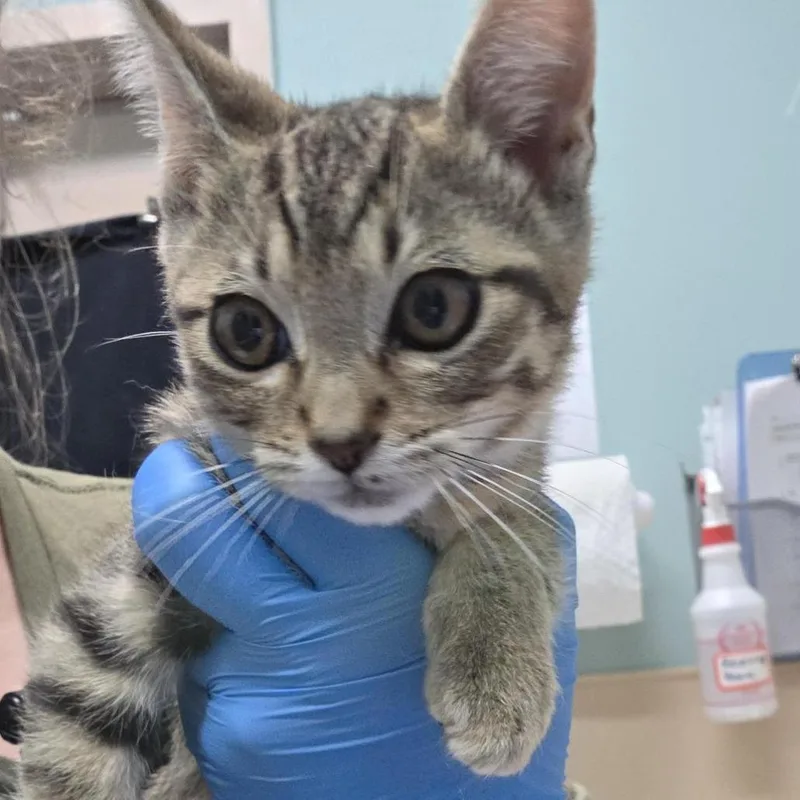 A baby small-sized male Domestic Medium Hair cat named Rye for adoption in Tacoma, WA