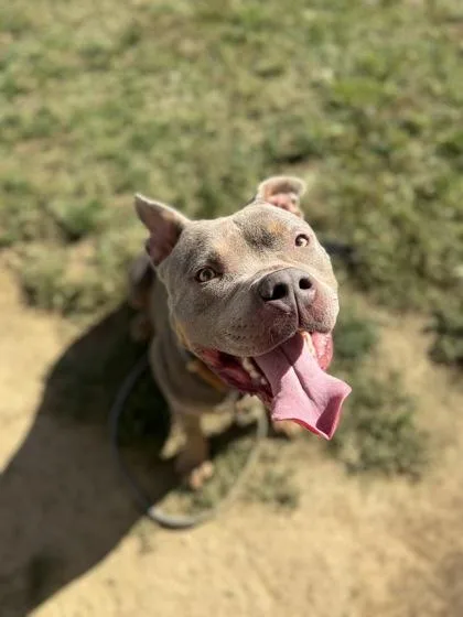 An adult large-sized male Mixed Breed dog named Chubbs for adoption in Fallston, MD